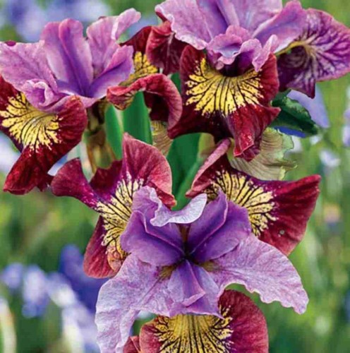 Przejdź do produktu Irys syberyjski kosaciec  Miss Apple kłącze 1szt