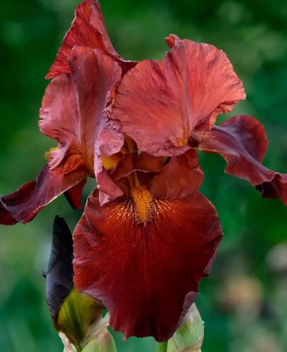 Przejdź do produktu Irys germanica kosaciec bródkowy SULTAN'S PALACE kłącze 1szt