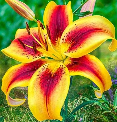 Przejdź do produktu Lilia AOA hybryda Viva la vida duże kwiaty 20cm cebula 3szt