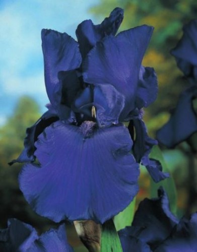 Przejdź do produktu Irys germanica kosaciec bródkowy niebieski kłącze 1szt 0112