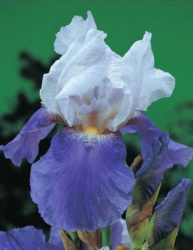 Przejdź do produktu Irys germanica kosaciec bródkowy biało niebieski Mission Ridge kłącze