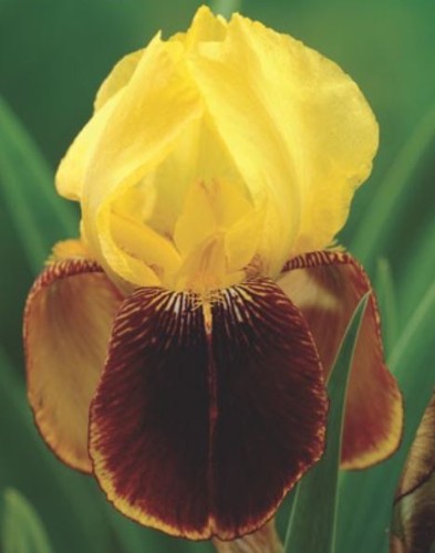 Przejdź do produktu Irys germanica kosaciec bródkowy żółto-brązowy Rajah Brooke kłącze