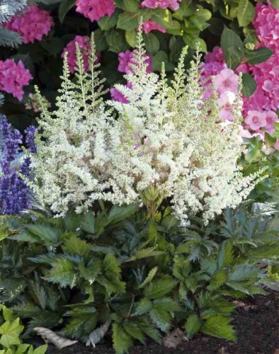 Przejdź do produktu Tawułka biała kłącze astilbe 3szt 0130/0131