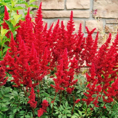 Przejdź do produktu Tawułka czerwona kłącze astilbe 3szt