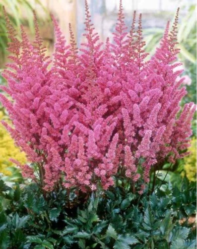 Przejdź do produktu Tawułka różowa kłącze astilbe 3szt