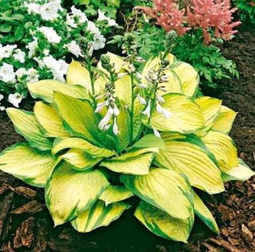 Przejdź do produktu Funkia hosta Gold Standard kłącze 1szt
