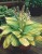 hosta-gold-standard.JPG
