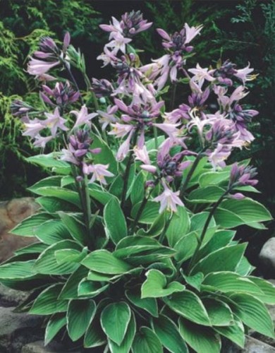 Przejdź do produktu Funkia hosta Francee kłącze 1szt