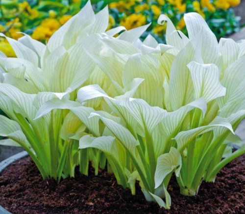 Przejdź do produktu Funkia hosta WHITE FEATHER kłącze 1szt