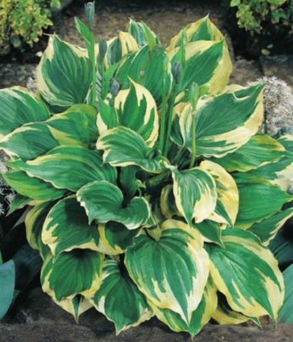 Przejdź do produktu Funkia hosta Aureomarginata kłącze sadzonka