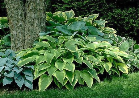 hosta.JPG
