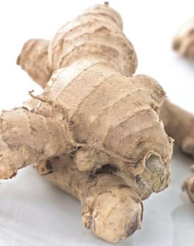 Przejdź do produktu Imbir ogrodowy sadzonki kłącze do sadzenia 3szt