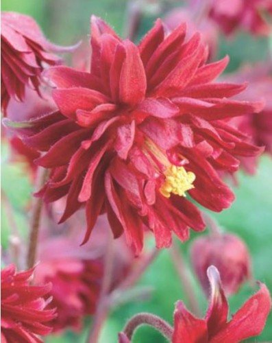 Przejdź do produktu Orlik pełny czerwony aquilegia Ruby Port sadzonka