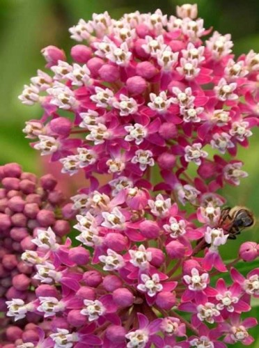 Przejdź do produktu Trojeść krwista Cinderella asclepias bylina miododajna sadzonka