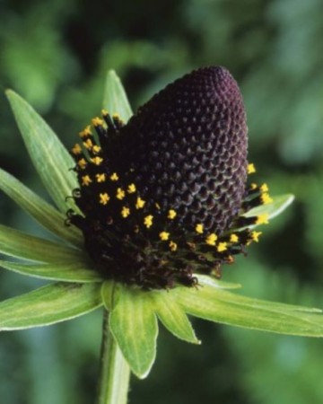 rudbekia-green-wizard.JPG