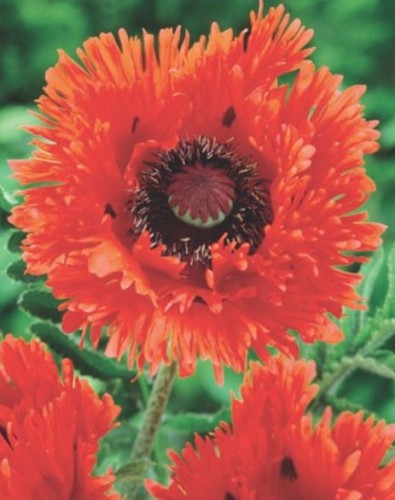 Przejdź do produktu Mak wschodni czerwony Turkenlouis sadzonka kłącze