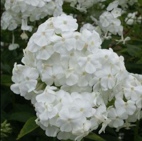 Przejdź do produktu Floks wiechowaty biały płomyk wiechowaty phlox sadzonka kłącze