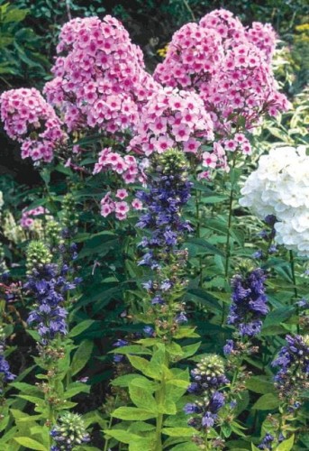 Przejdź do produktu Floks różowy płomyk wiechowaty Bright Eyes phlox sadzonka kłącze