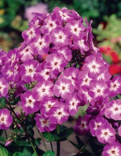 Przejdź do produktu Floks fioletowy płomyk wiechowaty Laura phlox sadzonka kłącze