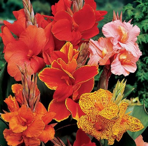 Przejdź do produktu Paciorecznik canna kanna  zestaw kolorów  5szt