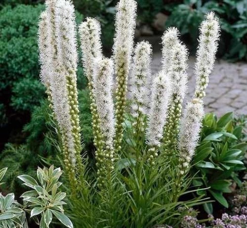 Przejdź do produktu Liatra kłosowa biała wabi motyle 20szt cebule 1469