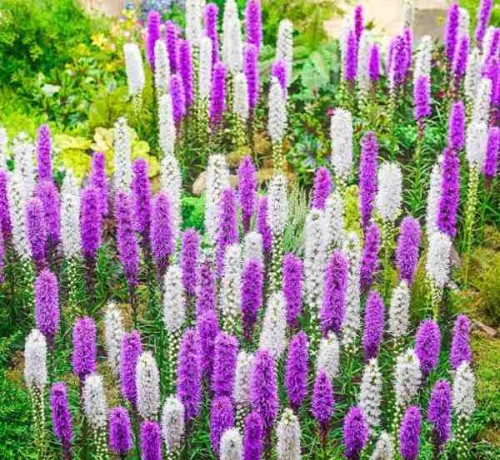 Przejdź do produktu Liatra kłosowa biała fioletowa 40szt zestaw wabi motyle