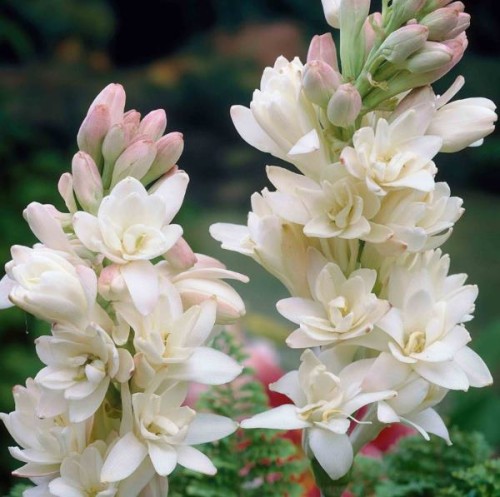 Przejdź do produktu Tuberoza wonna silnie pachnąca polianthes tuberose cebulki sadzonka 5szt