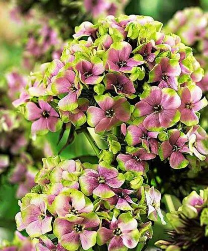 Przejdź do produktu Floks dwubarwny płomyk wiechowaty Sherbet Blend phlox sadzonka kłącze