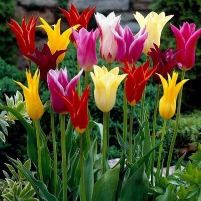 tulipany-liliokształtne-zestaw-cebul.jpg