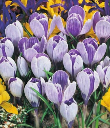 krokus-king-of-the-striped.JPG