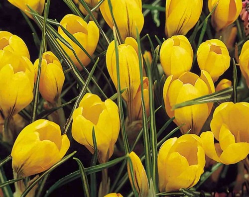 Przejdź do produktu Krokus żółty GOLDEN YELLOW cebulki krokusów wczesnych o dużych kwiatach 50szt 1201