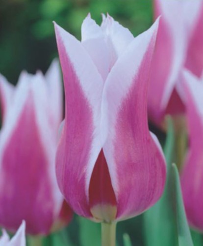 Przejdź do produktu Tulipan liliokształtny Claudia 20 sztuk cebul 1416