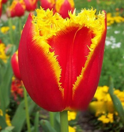 tulpan-davenport.jpg