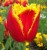 tulpan-davenport.jpg