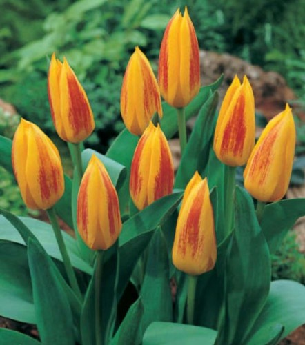 Przejdź do produktu Tulipany botaniczne Giuseppe Verdi 20szt cebul 1615