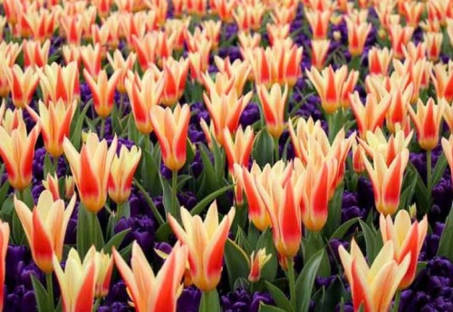 Przejdź do produktu Tulipany botaniczne Heart's Delight 20szt cebul 1618