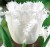 tuipan-strzepiasty-bialy-honeymoon.JPG