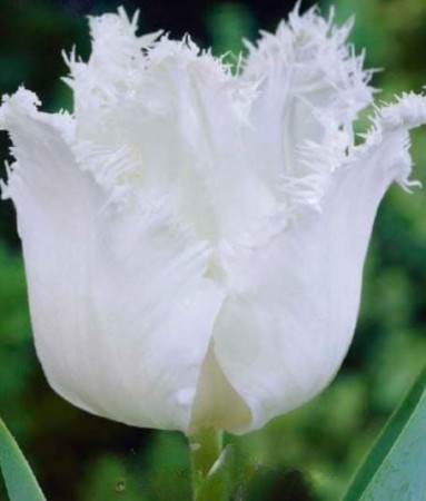 tulipan-strzepiasty-bialy.JPG
