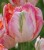 tulipa-papuzi-libretto.JPG