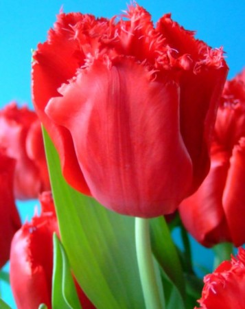 tulipan-strzepiasty-czerwony.JPG