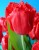 tulipan-strzepiasty-czerwony.JPG