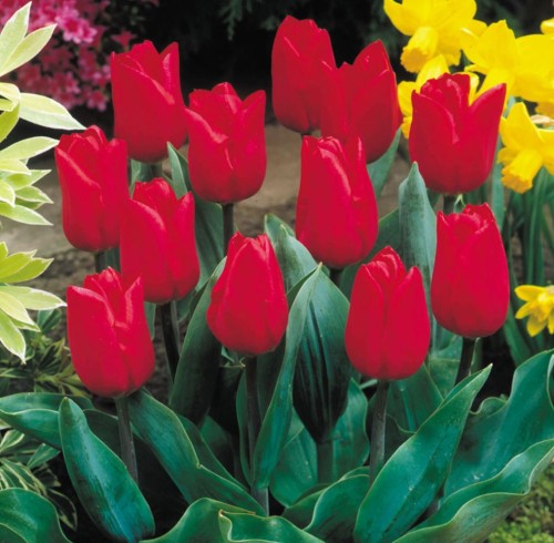 Przejdź do produktu Tulipan czerwony Merry Christmas 40cm zestaw 20szt cebul 1283