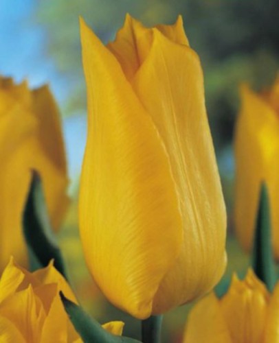 Przejdź do produktu  Tulipan żółty Yokohama zestaw 20 szt cebul  1279