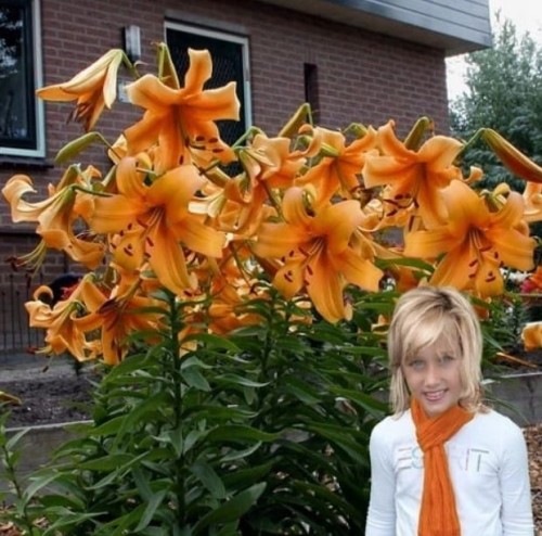 Przejdź do produktu Lilia drzewiasta Orange Space 3 szt