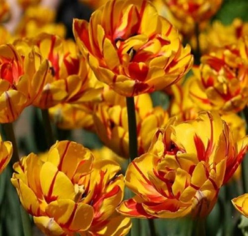 Przejdź do produktu Tulipan pełny Golden Nizza cebulki 20szt