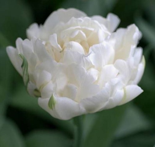 Przejdź do produktu Tulipan pełny Mount Tacoma zestaw 20 szt cebul 1353