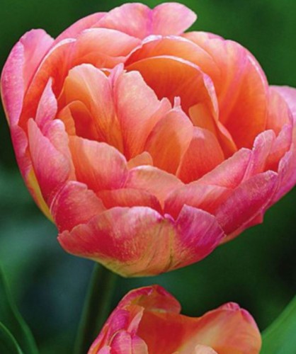 Przejdź do produktu Tulipan pełny Upstar 20 szt cebul 1387