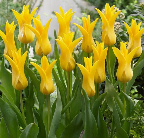 Przejdź do produktu Tulipan liliokształtny Seattle 20 sztuk cebul 1422/1522