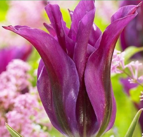 Przejdź do produktu Tulipan liliokształtny viridiflora Purple Doll 20 sztuk cebul