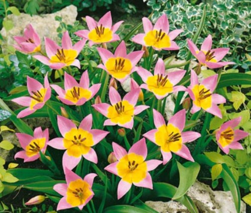 Przejdź do produktu Tulipan botaniczny Saxatilis 20 sztuk cebul 
